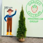 Tuja západná (Thuja occidentalis) ´SMARAGD´ – výška 170–180 cm, kopaná